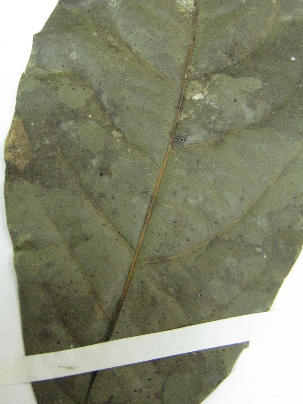 Licaria subbullata — houseplant care guide