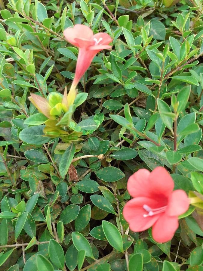 Barleria repens bark