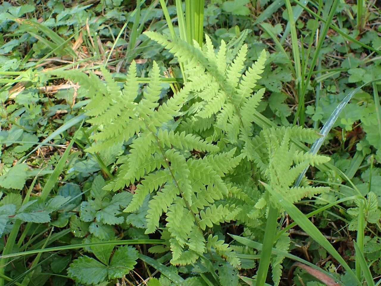 Thelypteris confluens habit