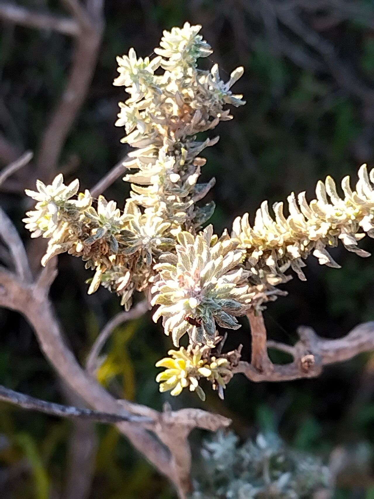 Eriocephalus racemosus leaf