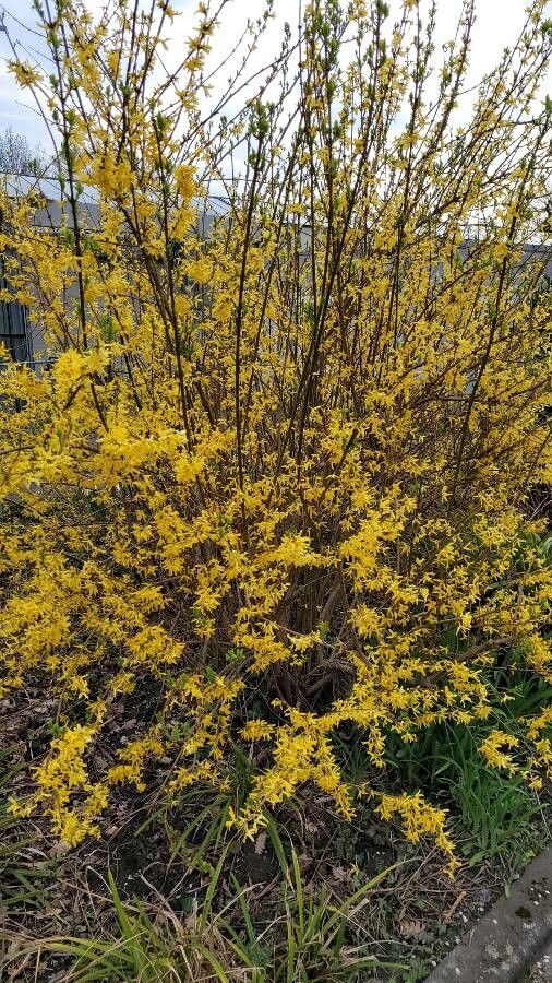 Forsythia europaea flower