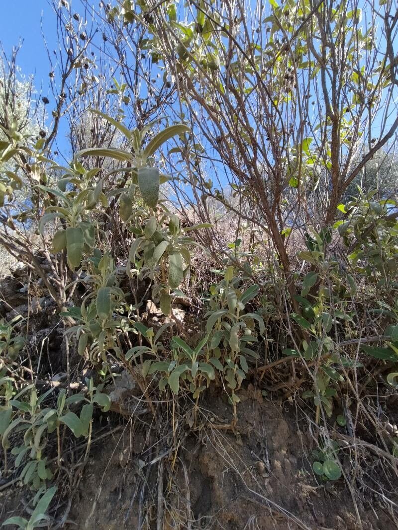 Sideritis dendrochahorra habit