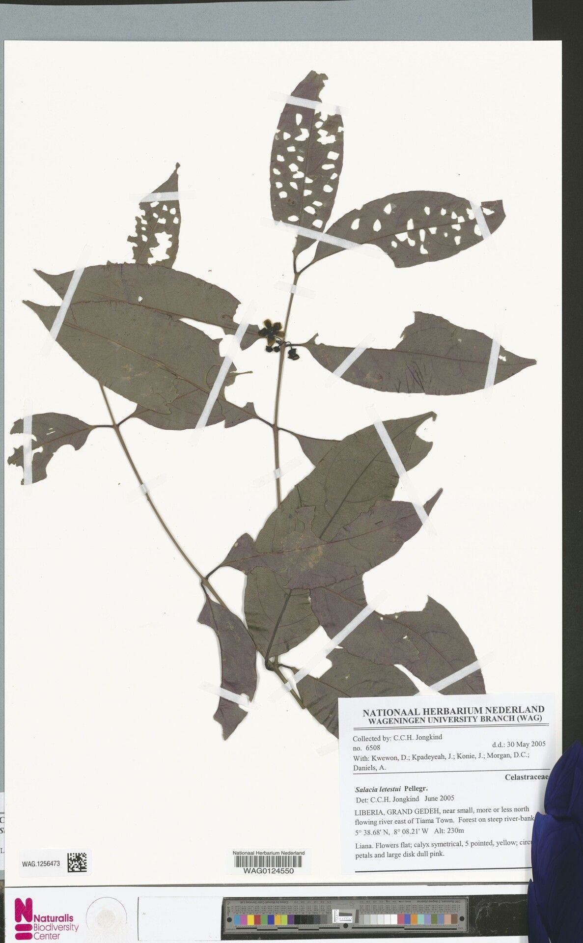 Salacia letestui — houseplant care guide