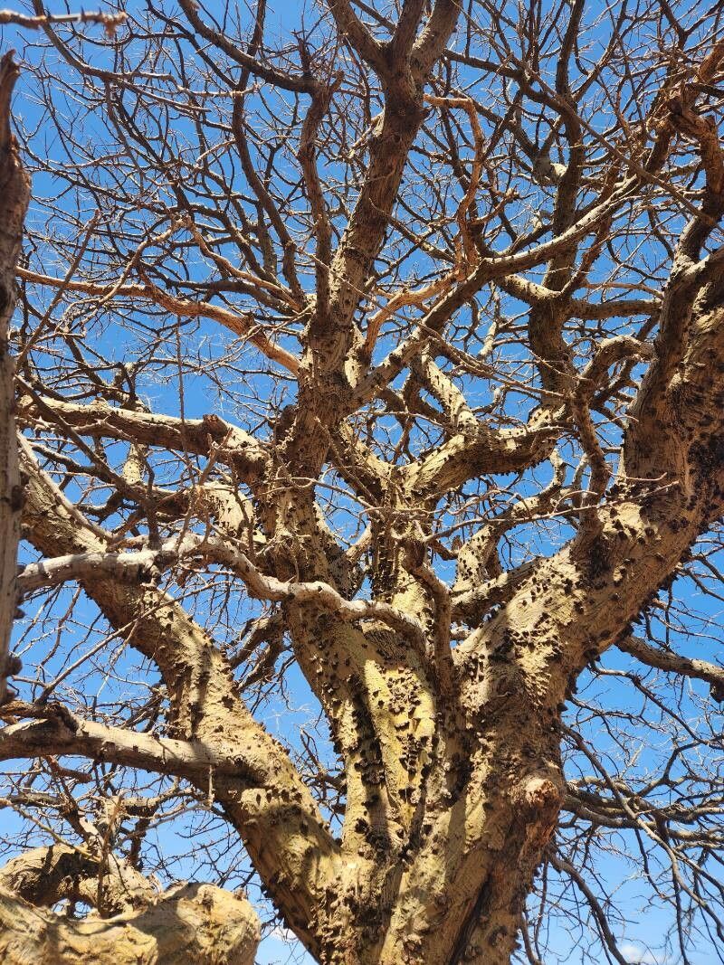 Erythrina melanacantha habit