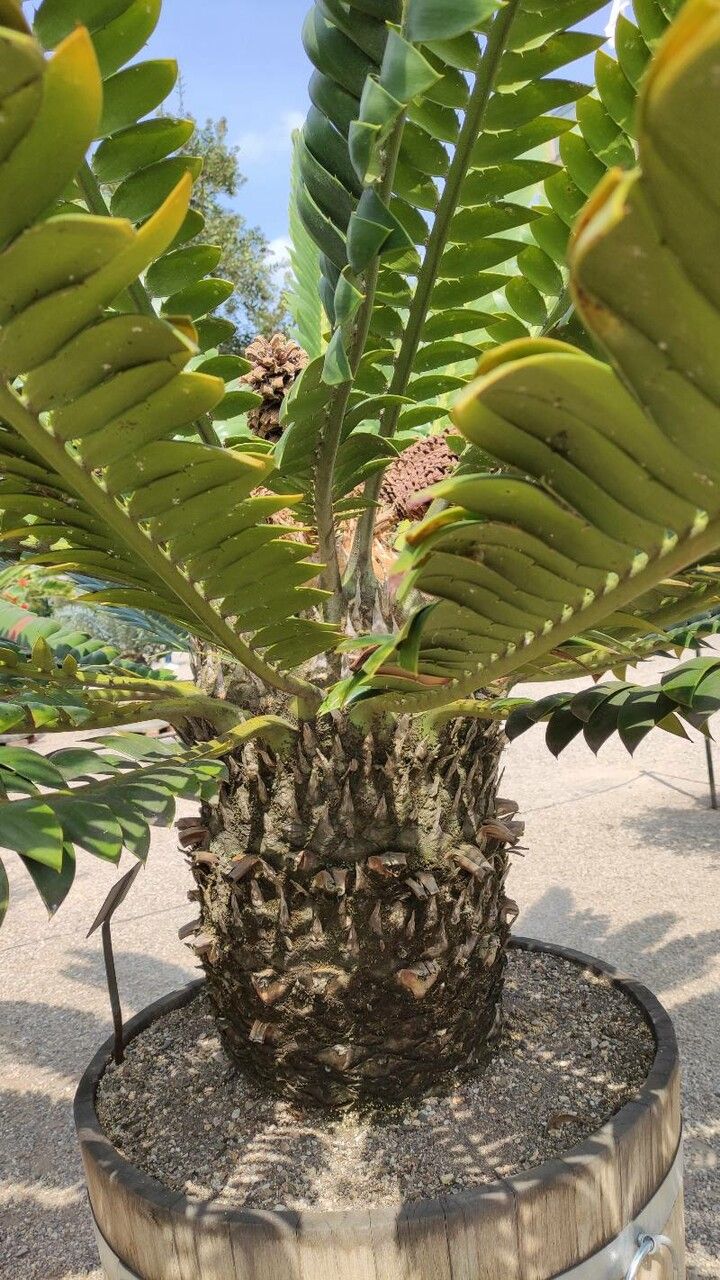 Encephalartos natalensis bark