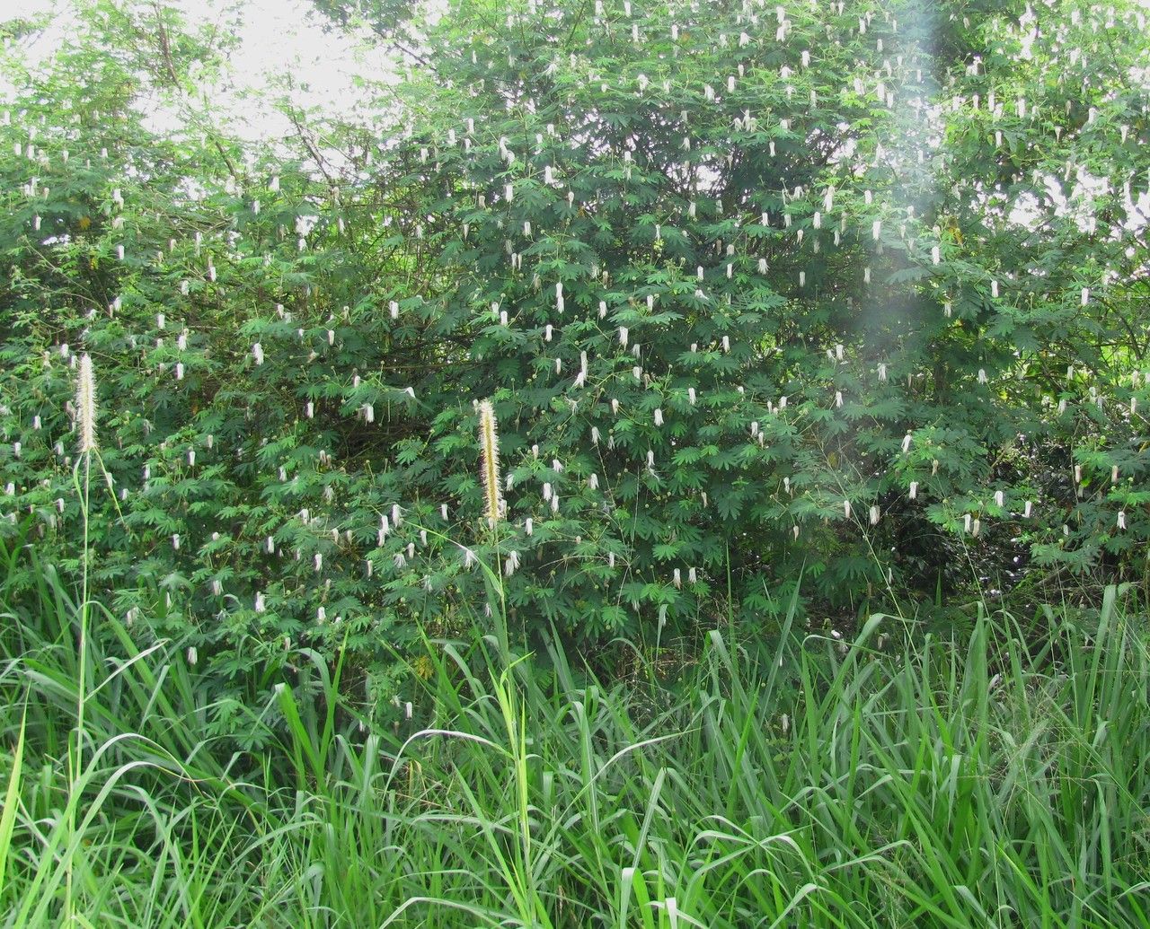 Zapoteca mollis habit