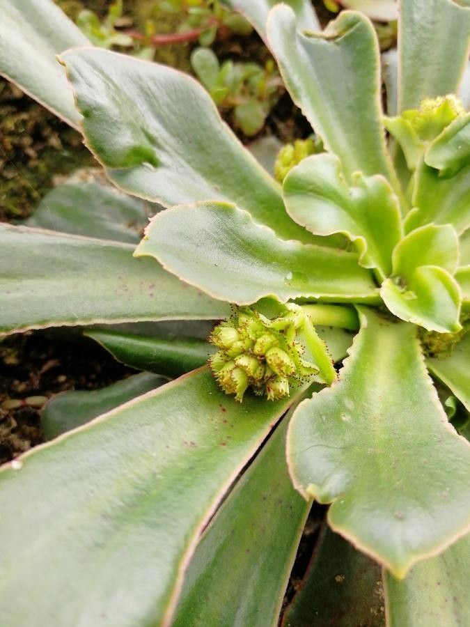 Saxifraga longifolia fruit
