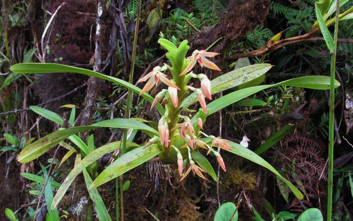 Camaridium nutantiflorum habit