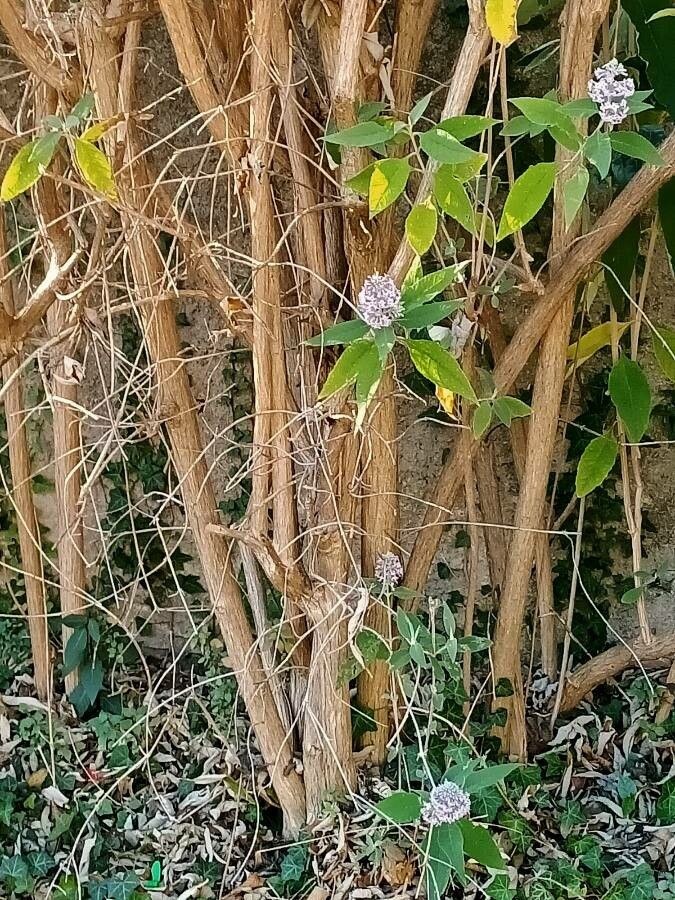 Buddleja salviifolia bark