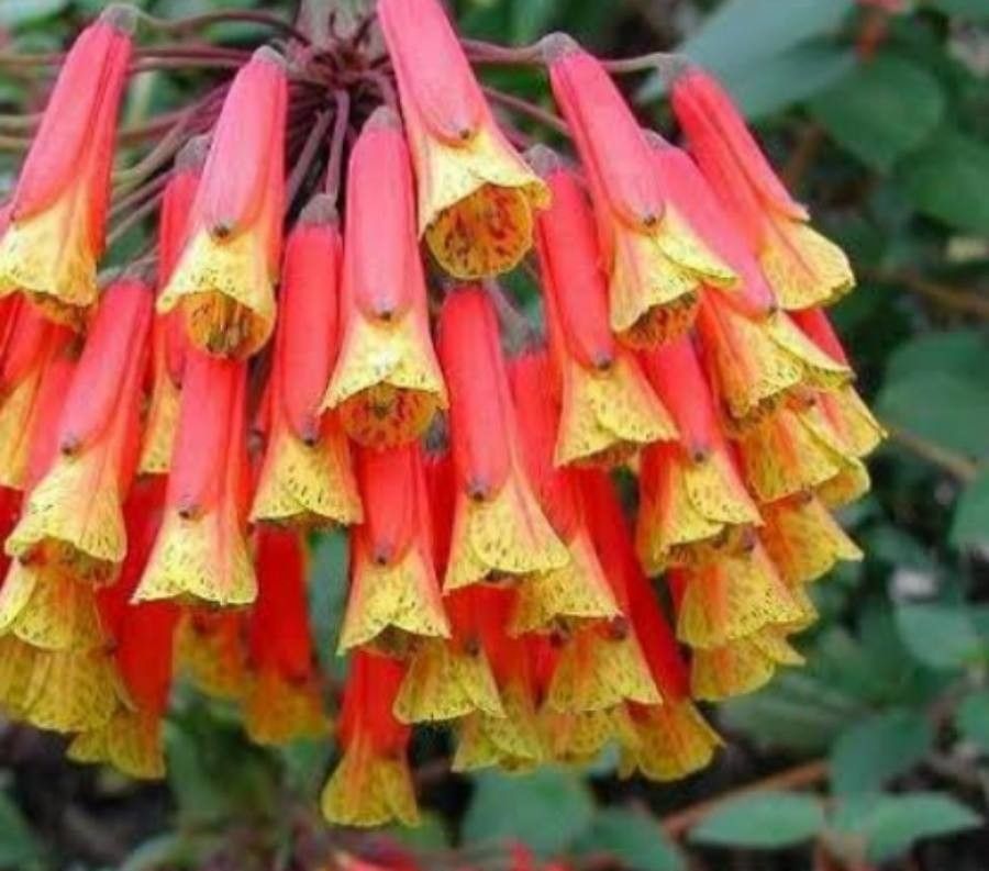 Bomarea multiflora — search result for 'Alstroemeria'