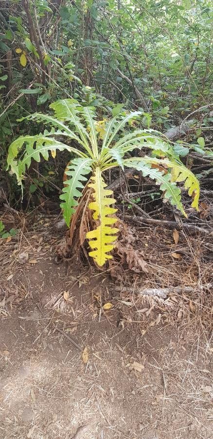 Sonchus hierrensis habit