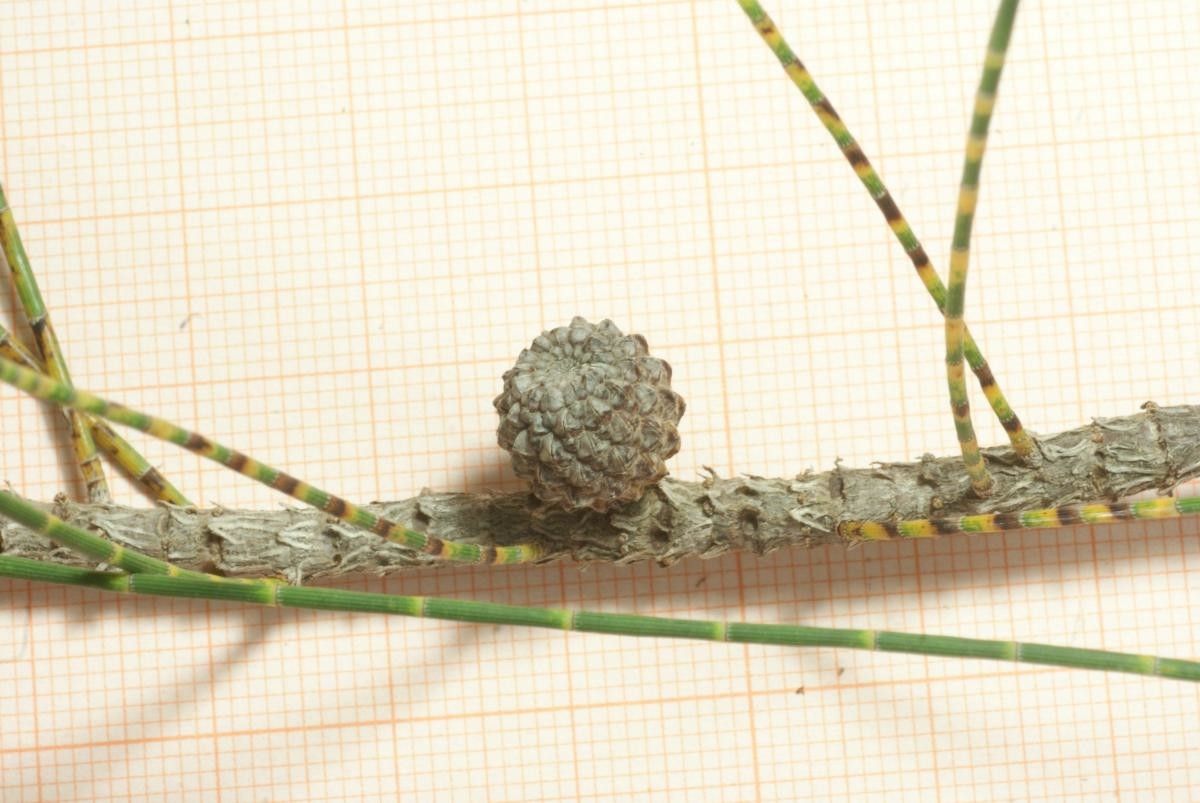 Casuarina stricta fruit