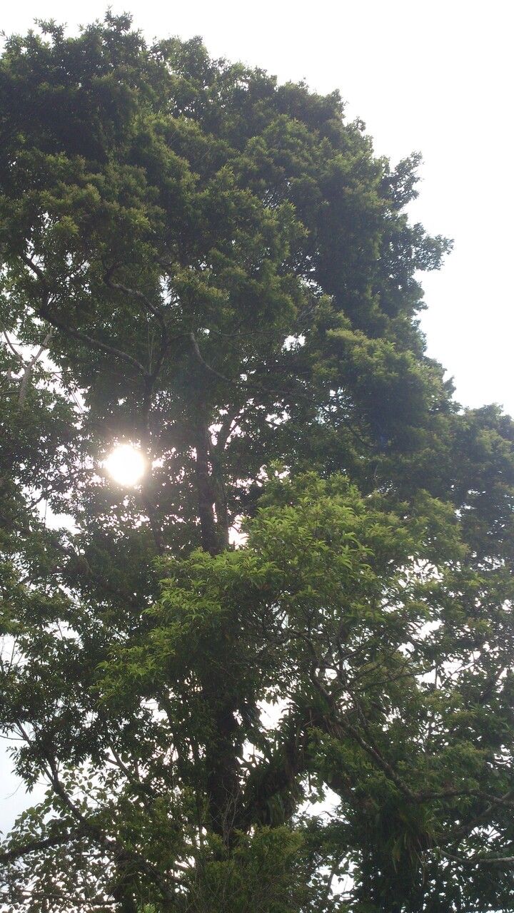 Damburneya umbrosa habit