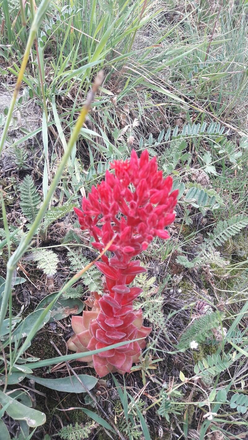 Prometheum sempervivoides flower