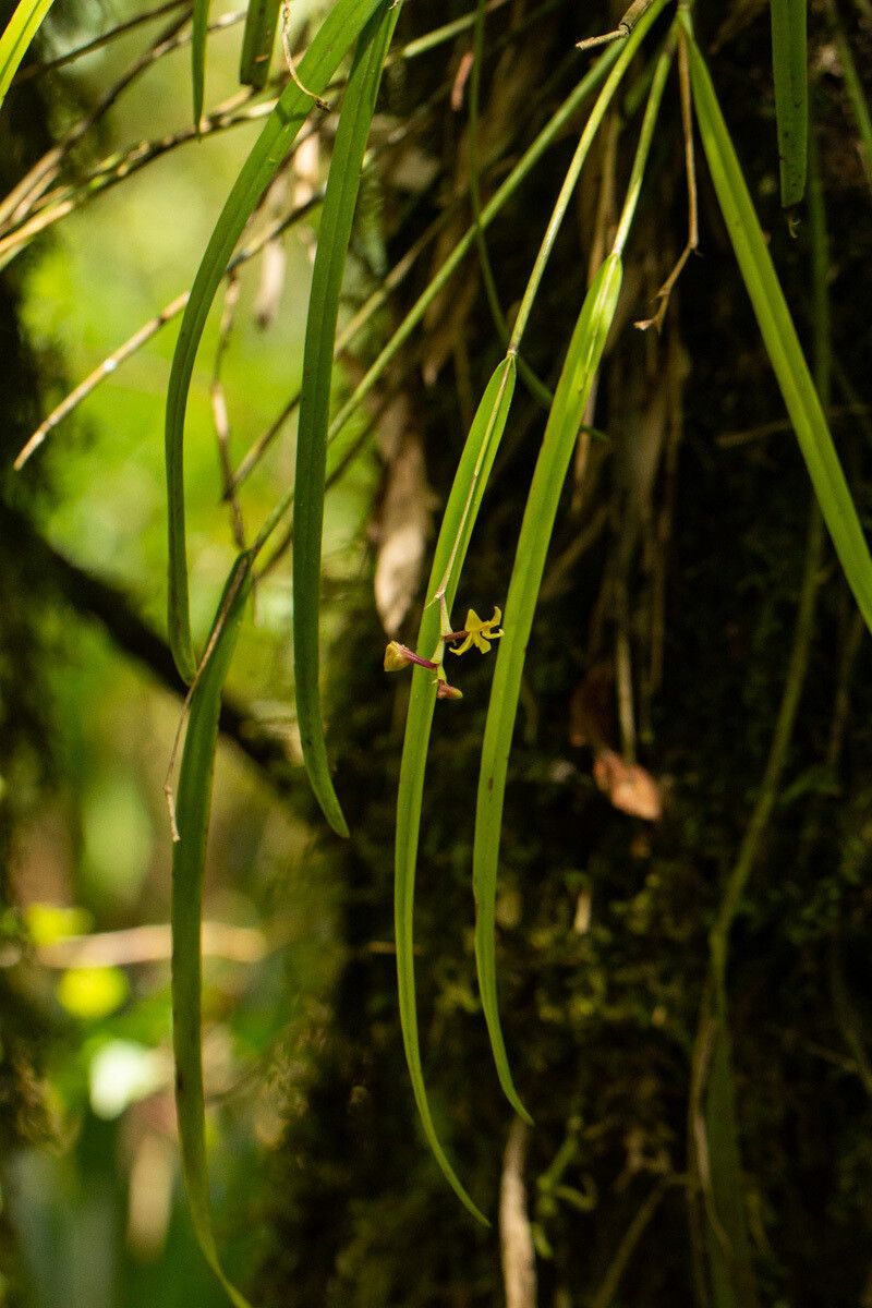 Polystachya pamelae habit