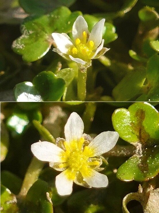 Ranunculus hederaceus flower