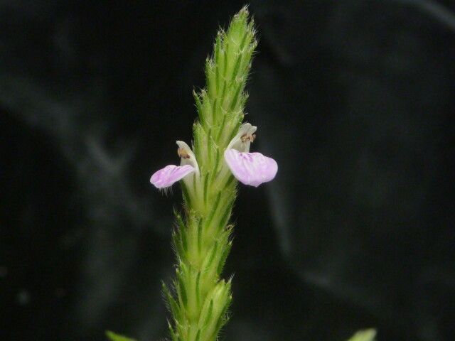 Rostellularia mollissima flower