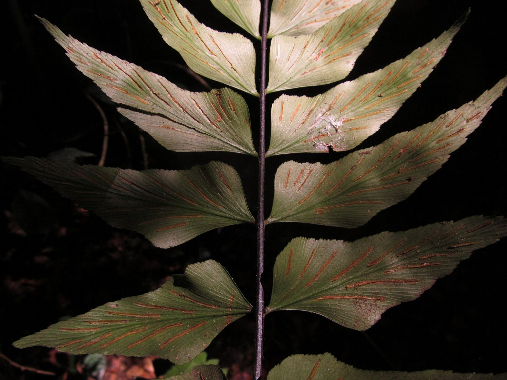 Asplenium hemitomum fruit