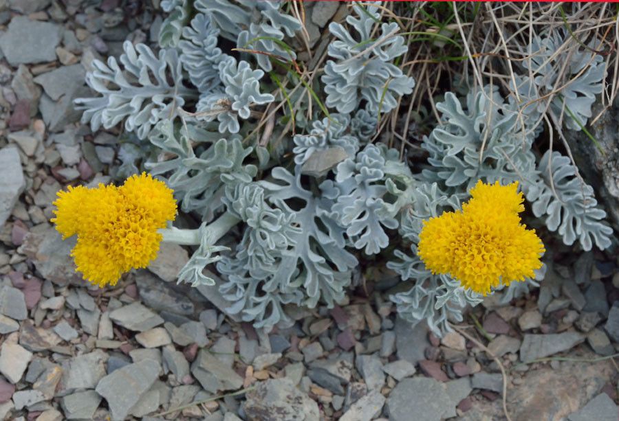 Jacobaea persoonii flower