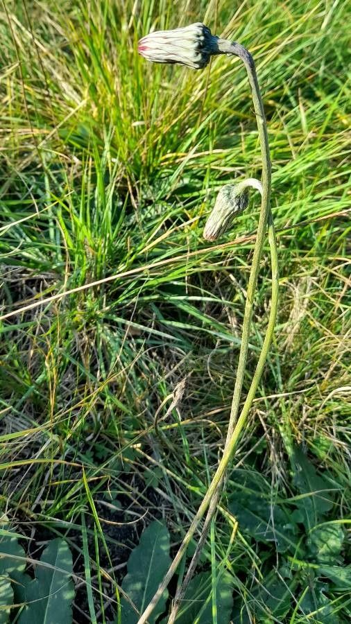 Chaptalia ignota flower