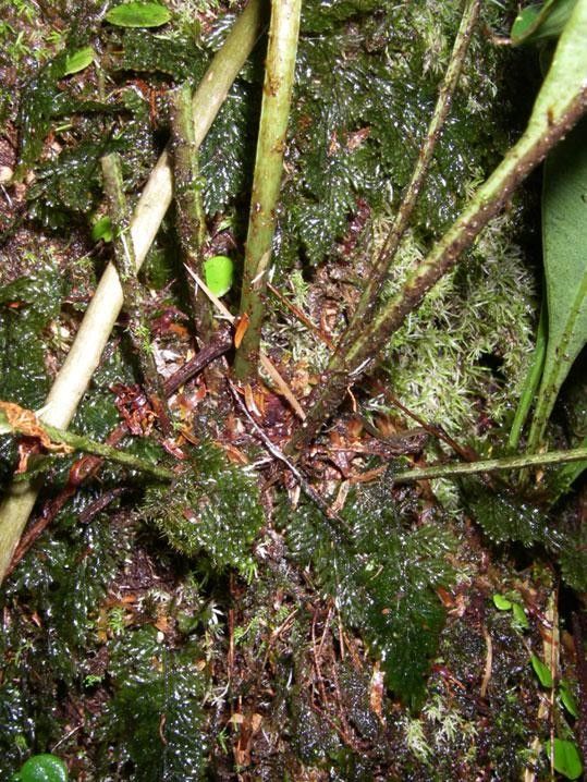 Elaphoglossum latifolium bark
