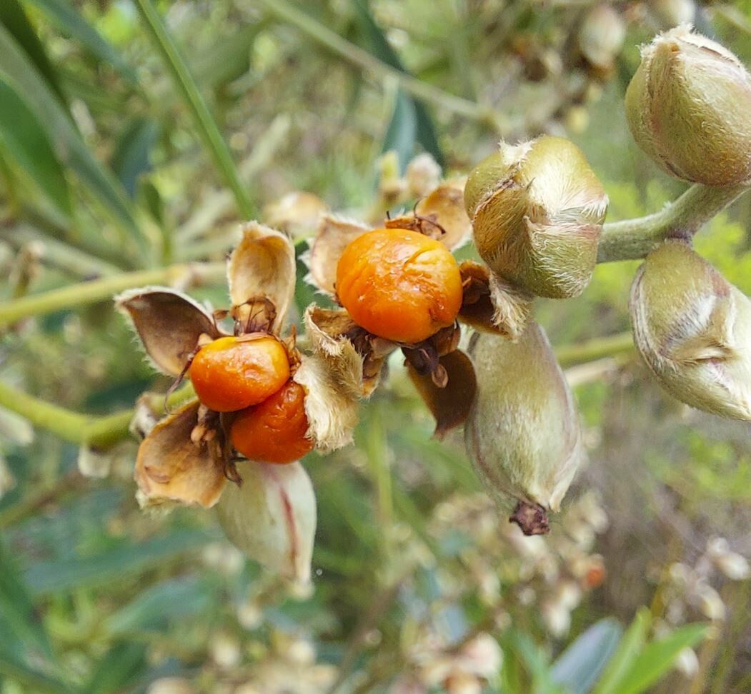 Hibbertia podocarpifolia fruit
