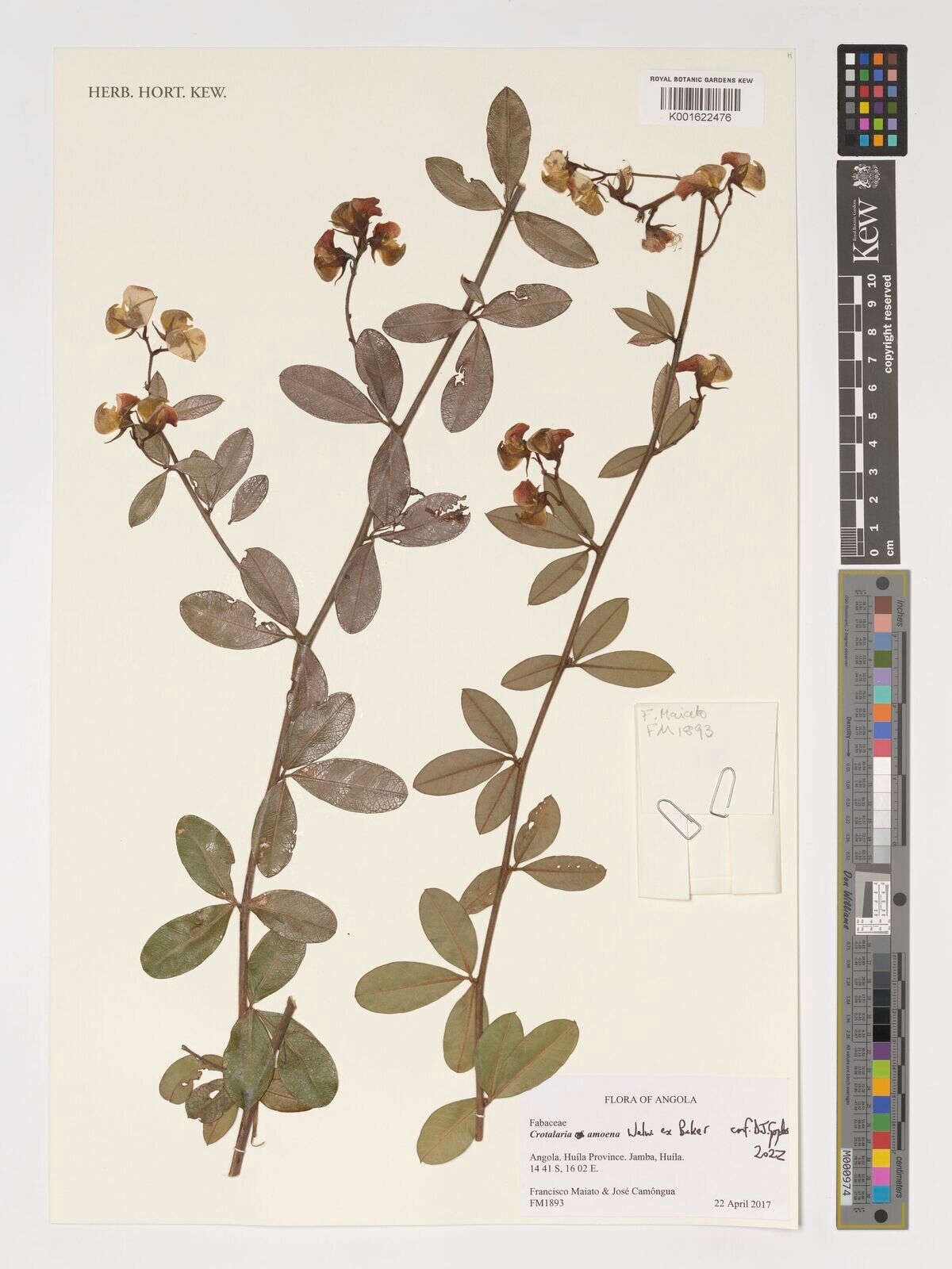 Crotalaria amoena — houseplant care guide