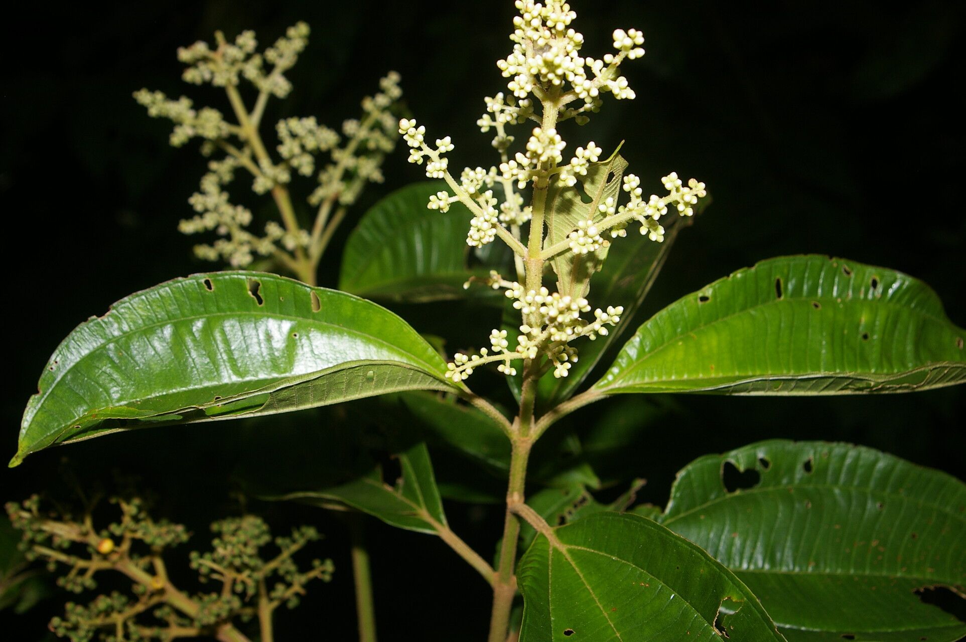 Miconia theizans flower