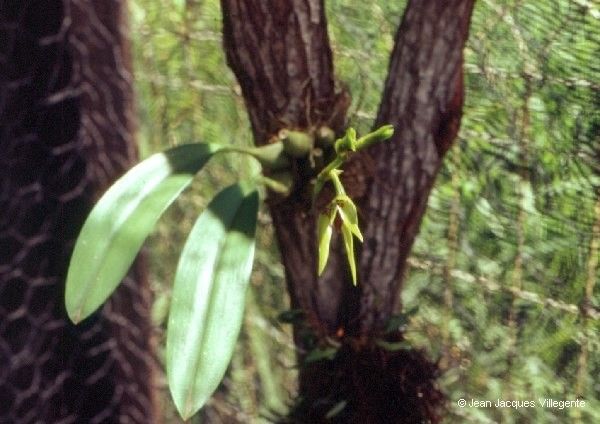 Bulbophyllum pachyanthum habit