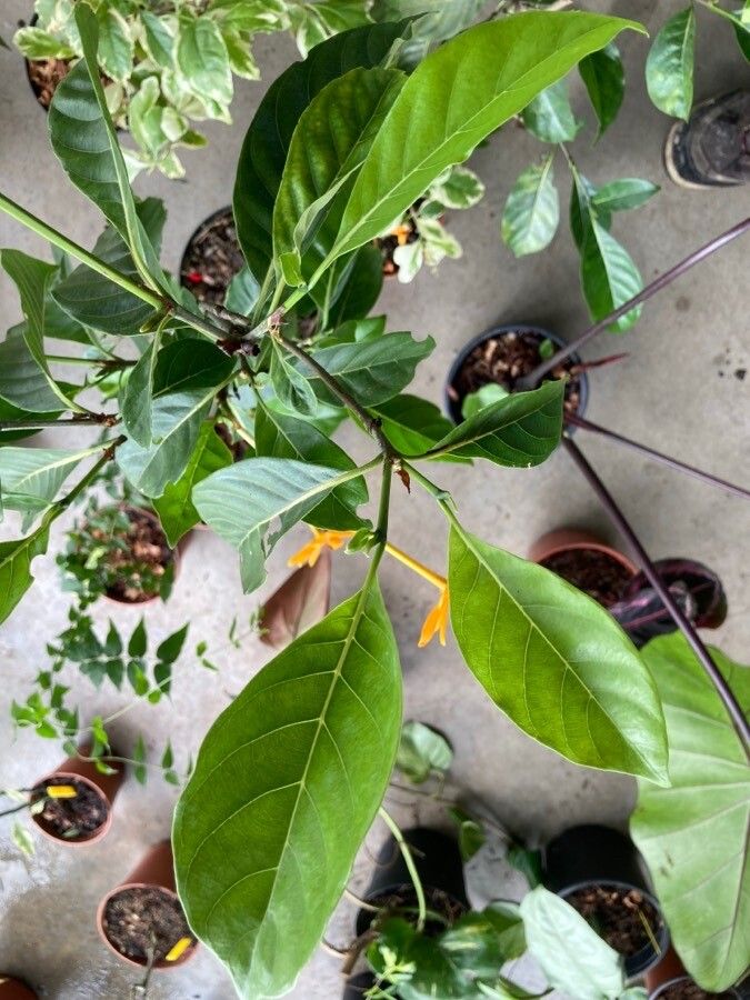 Gardenia carinata leaf