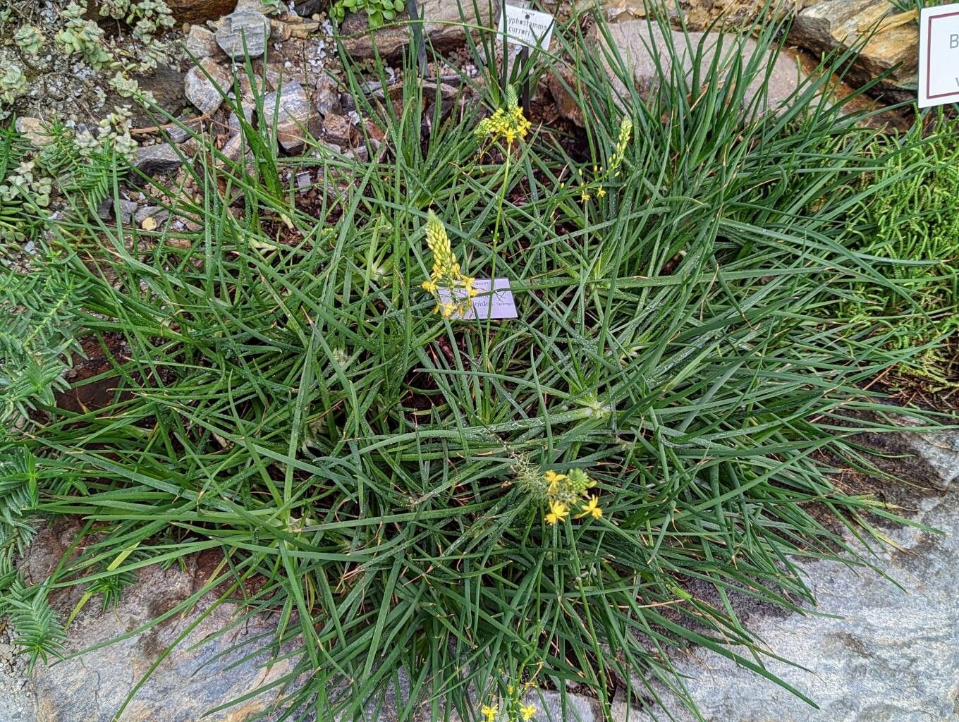 Bulbine asphodeloides habit