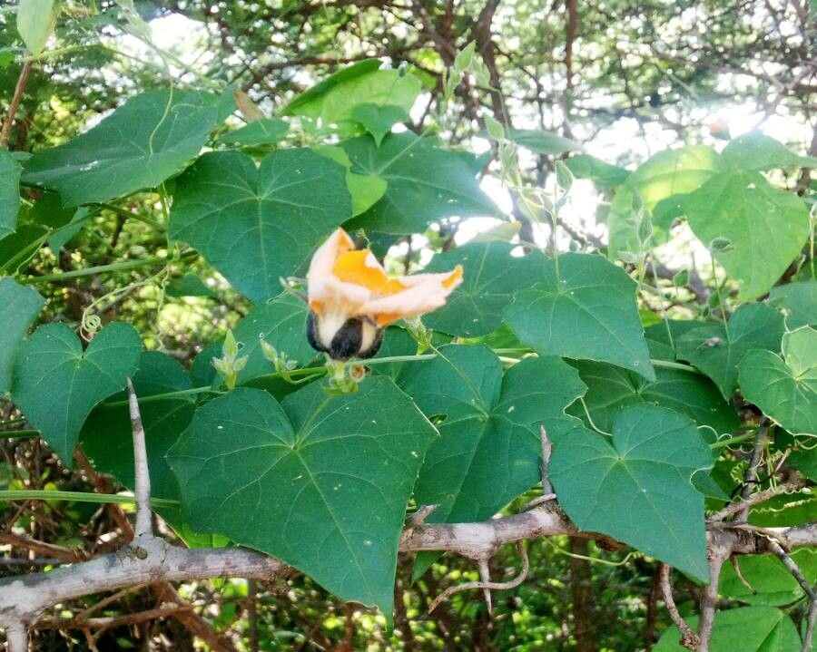 Momordica boivinii leaf