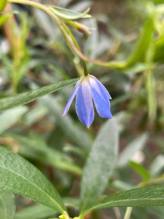 Billardiera heterophylla flower