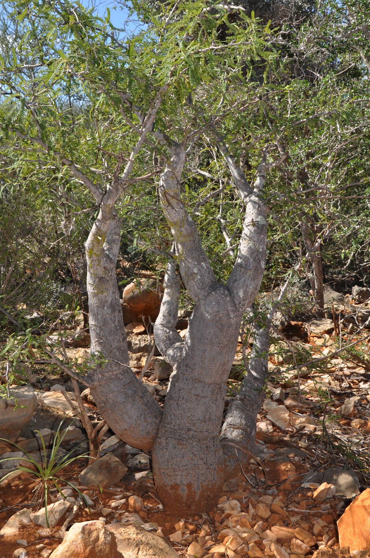 Operculicarya hyphaenoides — houseplant care guide