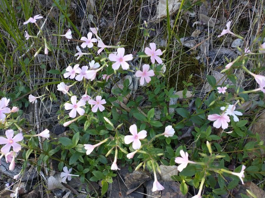 Phlox adsurgens leaf
