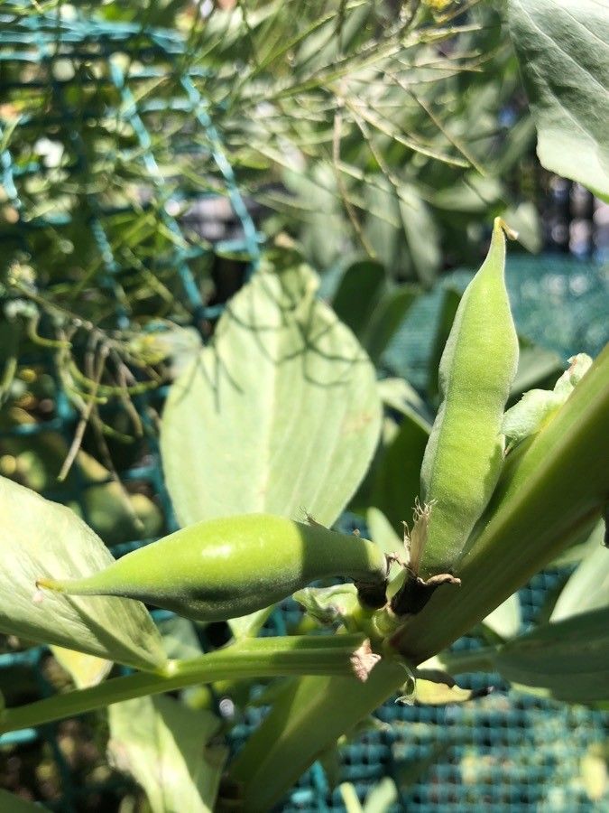 Vicia faba fruit