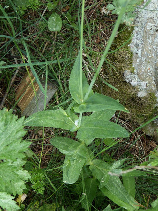 Silene vulgaris