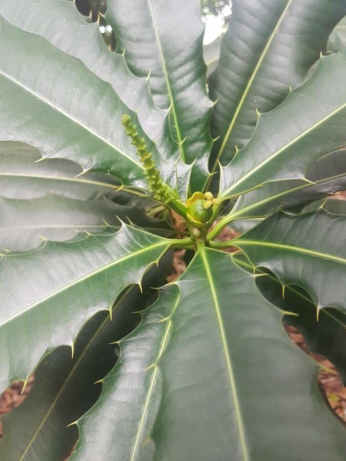 Pachystroma longifolium flower