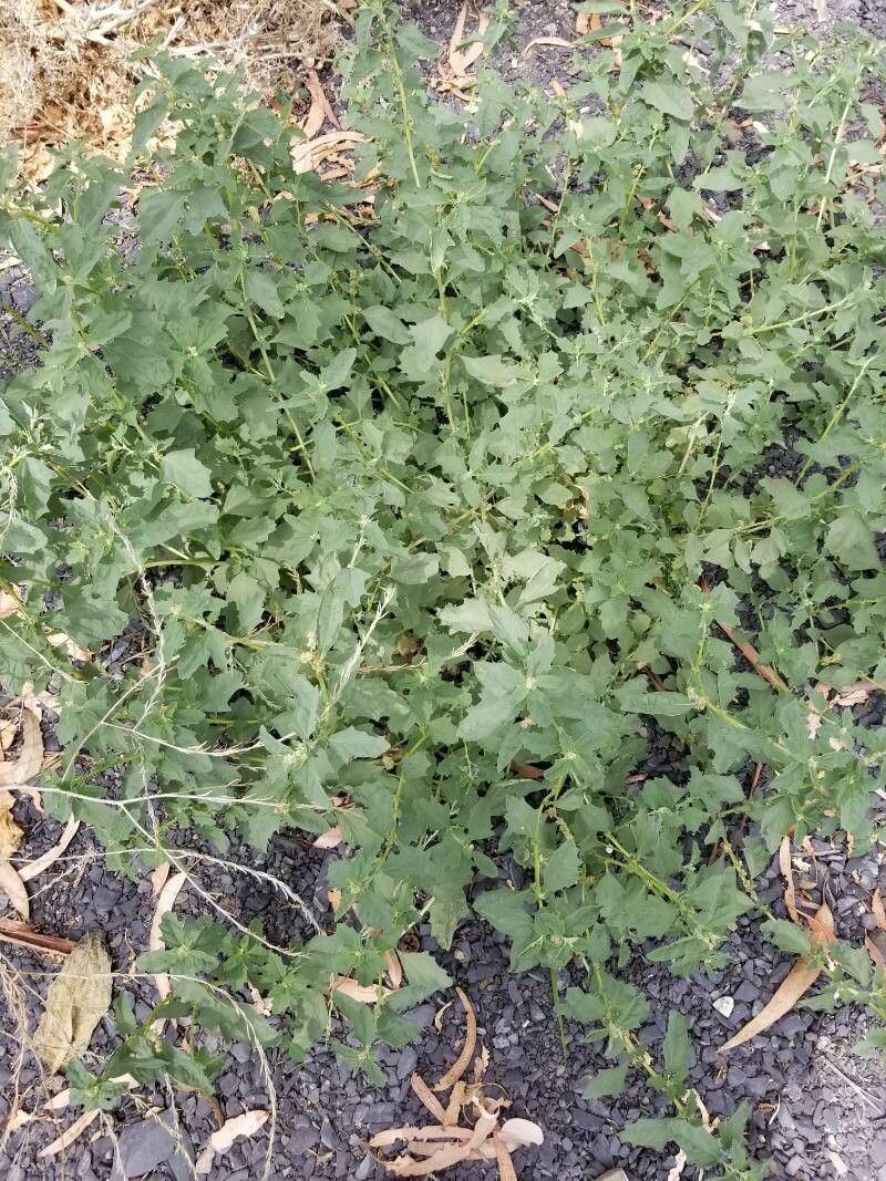 Atriplex rosea habit