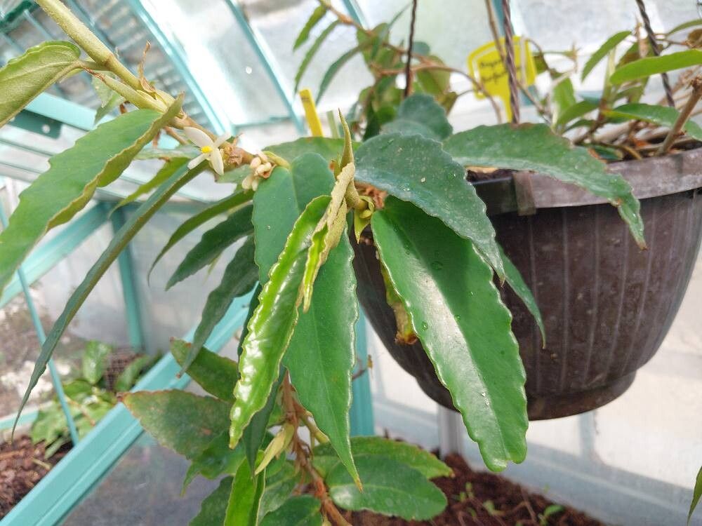 Begonia furfuracea leaf