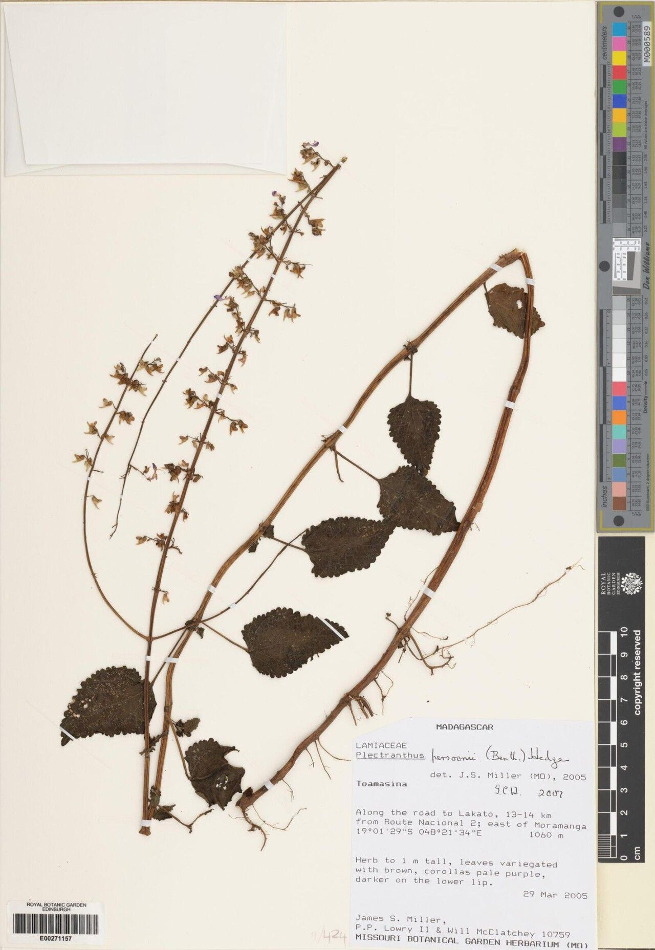 Coleus persoonii — search result for 'Coleus'