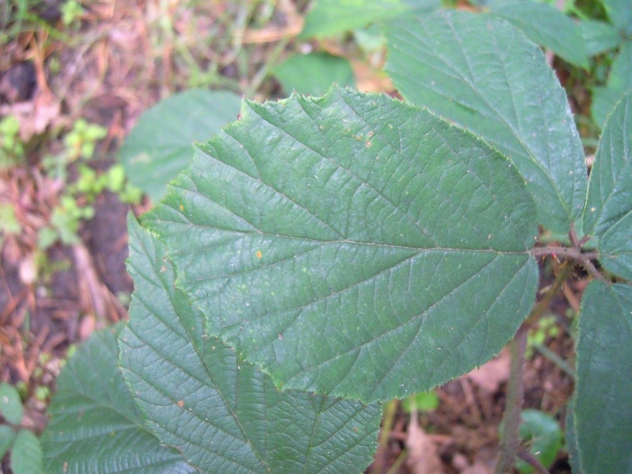 Rubus dasyphyllus — search result for 'Netherlands'