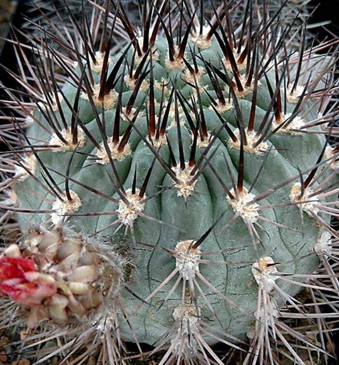Acanthocalycium thionanthum habit