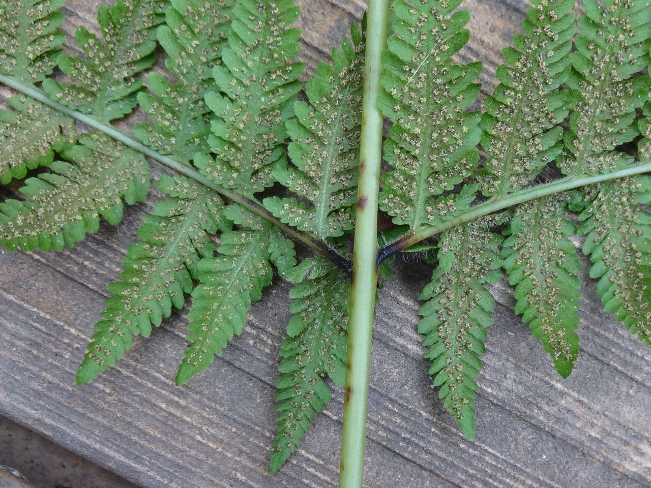 Lastreopsis vieillardii — houseplant care guide