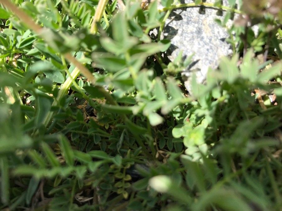 Astragalus leontinus leaf