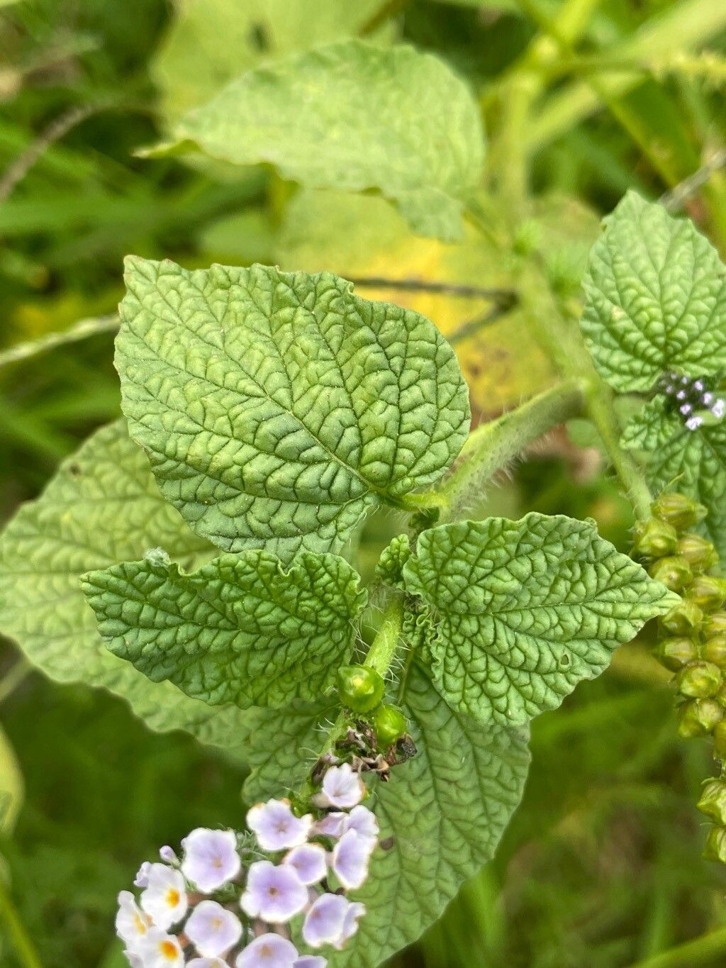 Heliotropium elongatum — search result for 'Heliotropium'