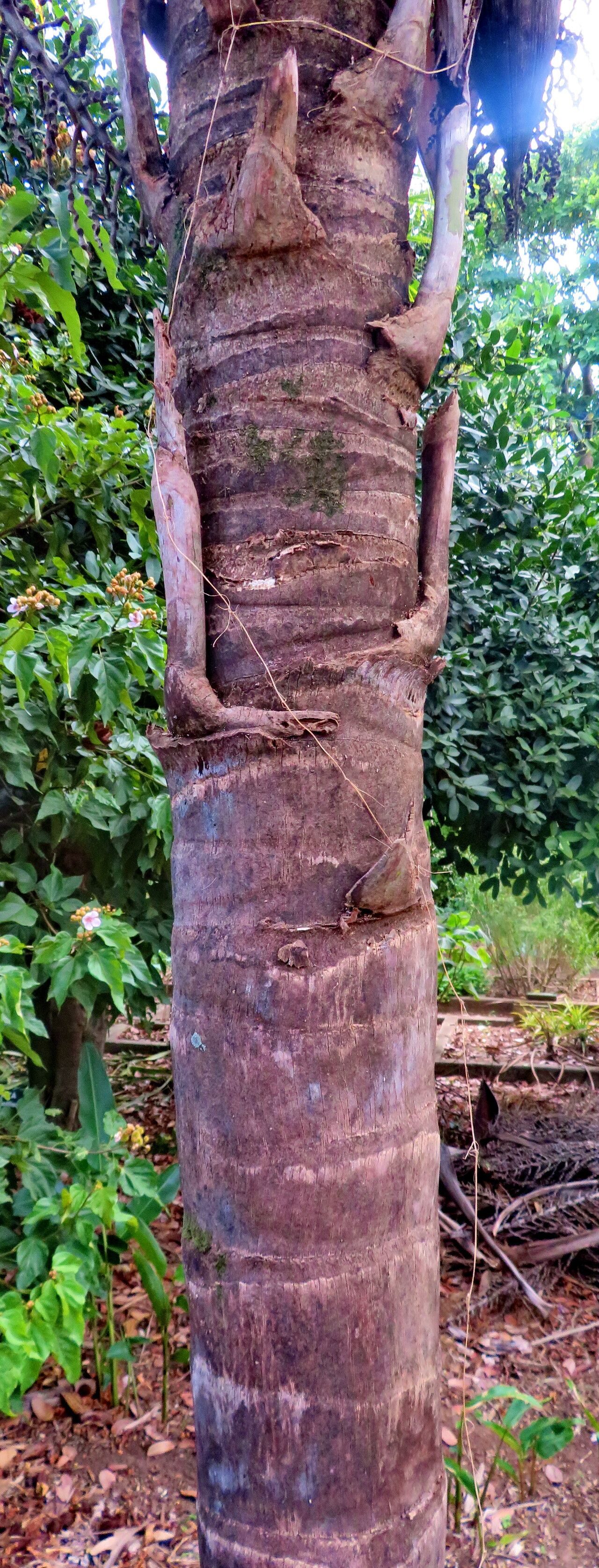 Syagrus yungasensis — houseplant care guide