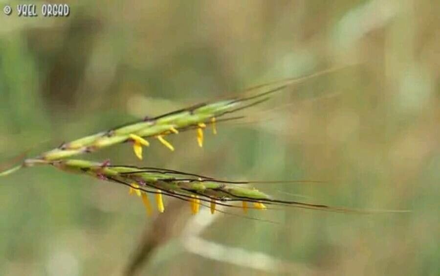 Andropogon distachyos flower