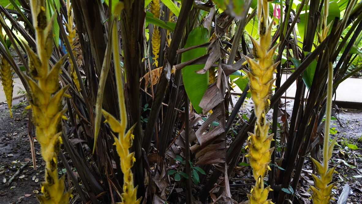 Heliconia xanthovillosa habit