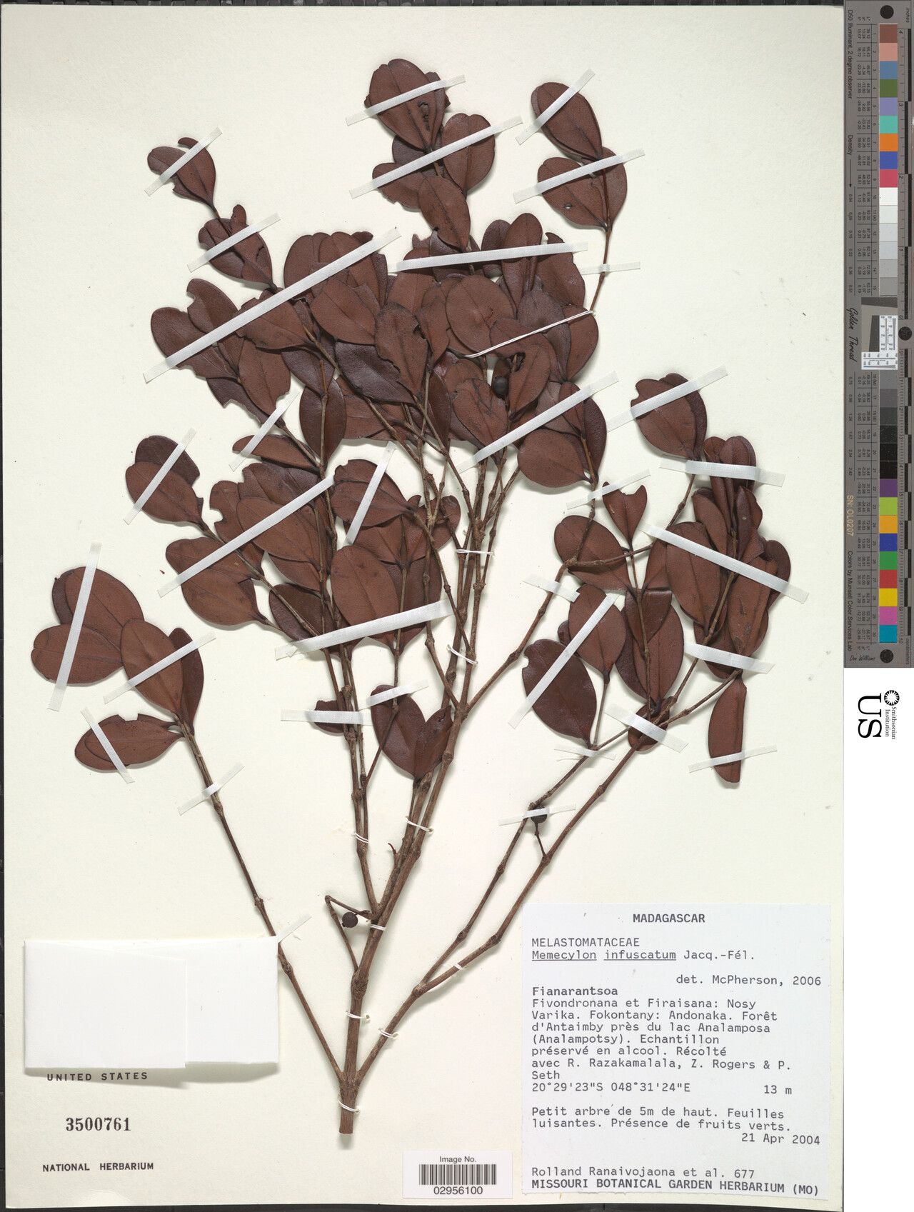 Memecylon infuscatum — houseplant care guide